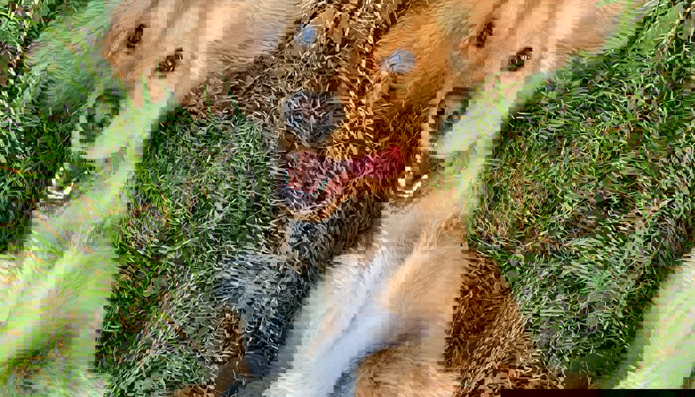 Ralu Gal G8cb8hy3yvu Unsplash