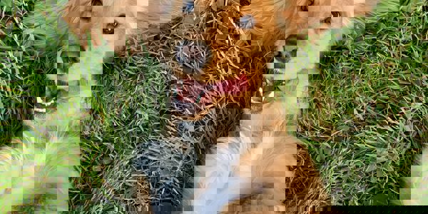 Ralu Gal G8cb8hy3yvu Unsplash